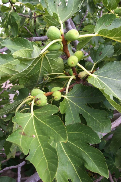 Zielonych Fig Drzewie — Zdjęcie stockowe