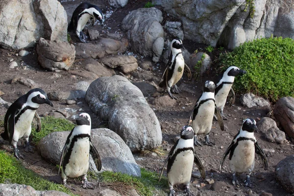 Promenader Och Resande Fot Afrikansk Eller Svartfotad Pingvin Spheniscus Demersus — Stockfoto