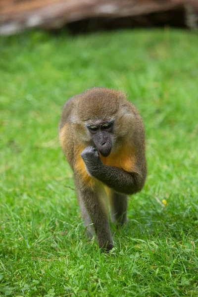 Jovem Toque Macaco Natureza — Fotografia de Stock