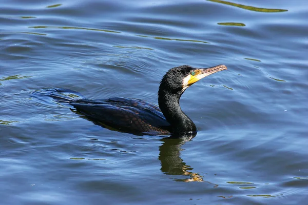 Canard Tête Noire Nageant Dans Eau — Photo