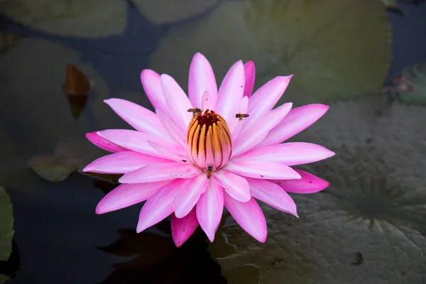 Красивый Розовый Цветок Лотоса Саду — стоковое фото