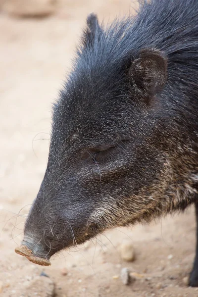 Closeup Young Wild Boar — Stock Photo, Image