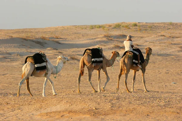 Blick Auf Menschen Die Auf Kamelen Der Wüste Reiten — Stockfoto