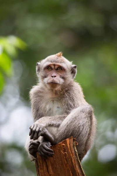 Macaco Joven Come Cangrejos Cola Larga Macaca Fascicularis Relajado Observando — Foto de Stock