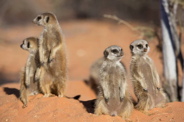 Família Multidão Meerkat Suricate Suricata Suricatta Sob Vigilância Areia Vermelha — Fotografia de Stock