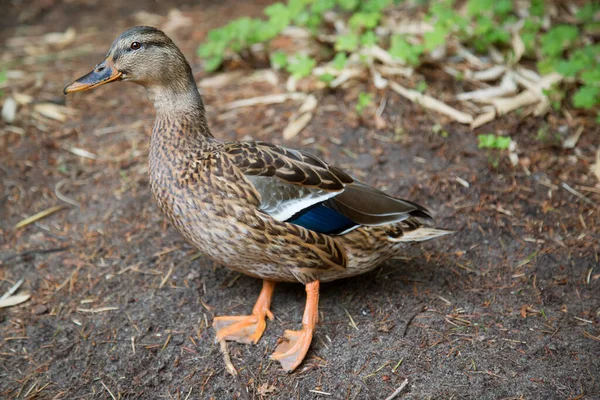 Duck Grass — Stock Photo, Image