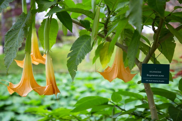 Mooie Gele Bloemen Tuin — Stockfoto