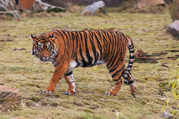 Tigre Zoológico —  Fotos de Stock