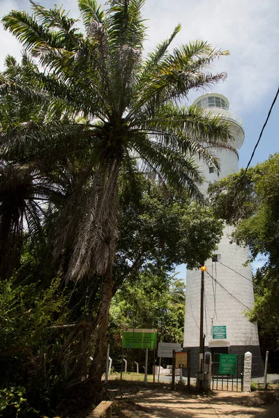 Palm Tree Park — Stock Photo, Image