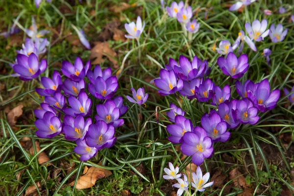 Frumoase Flori Crocus Violet Grădină — Fotografie, imagine de stoc