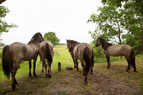 Kudde Wilde Konik Paarden — Stockfoto