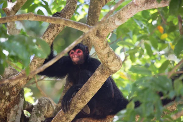 Macaco Selva Habitat Natural — Fotografia de Stock