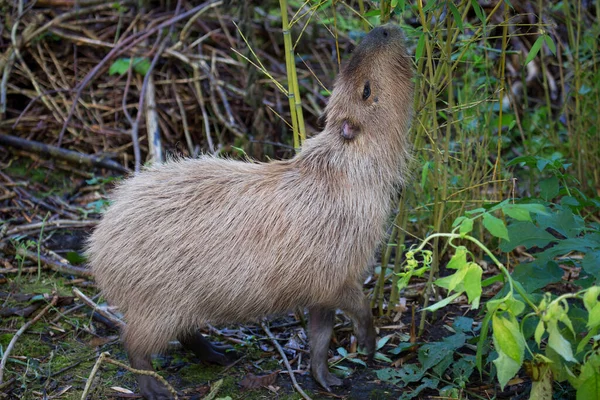Capybara Hydrochoerus Hydrochaeris — 图库照片
