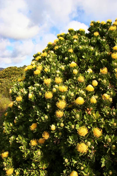 Grandes Arbustos Floración Amarilla Pincushion Protea —  Fotos de Stock