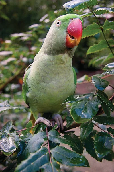 Egy Papagáj Közelsége — Stock Fotó