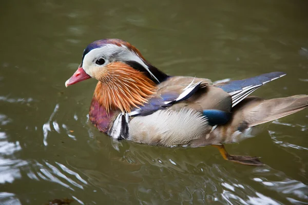 Beautiful Birds Water — Stock Photo, Image