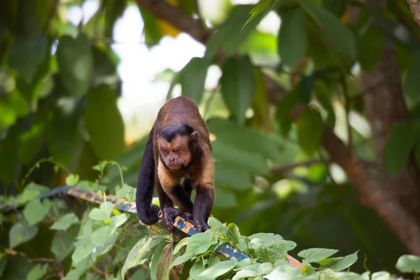 Cute Monkey Naturalnym Środowisku — Zdjęcie stockowe