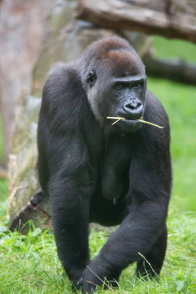 Gorilla Zoo Natürlicher Lebensraum — Stockfoto