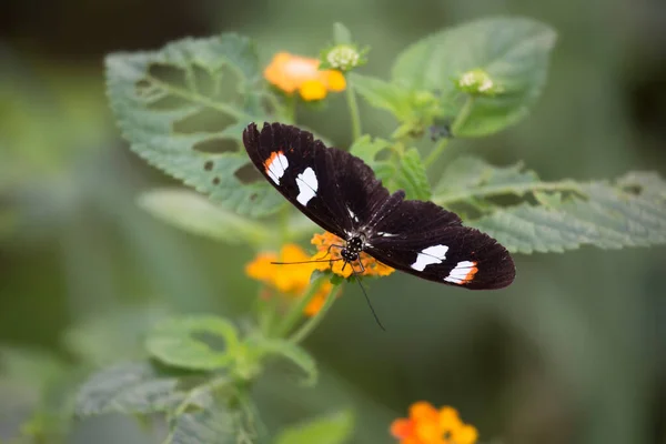 Beautiful Butterfly Sitting Flower — Stock Photo, Image