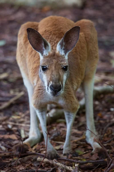 Närbild Känguru Naturlig Miljö — Stockfoto