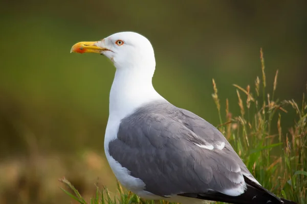 緑の草を背景に白いカモメの鳥が — ストック写真