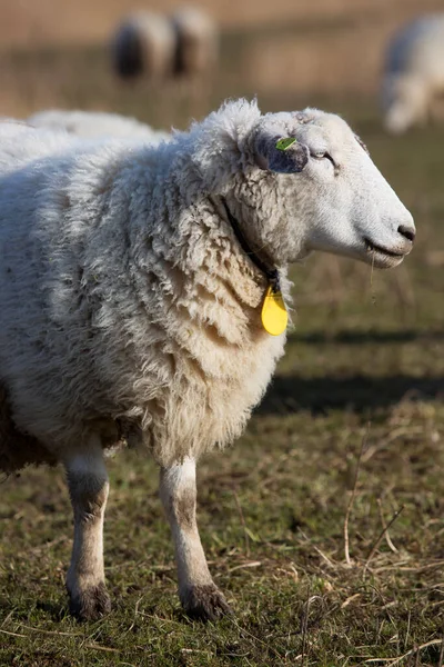 Schafe Auf Der Weide Tiere Und Vieh — Stockfoto