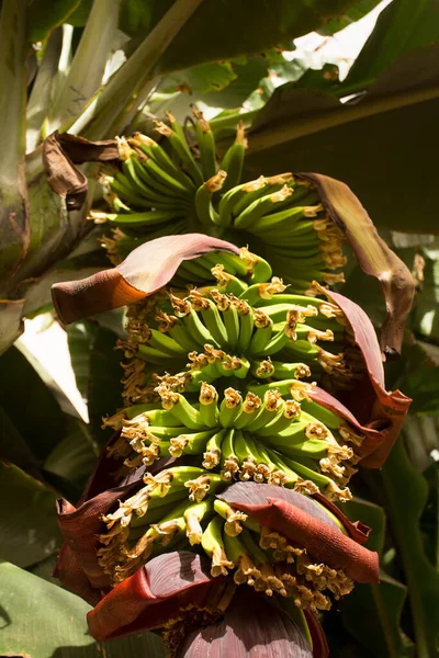 Pohled Banánové Palmy Rostoucí Banány — Stock fotografie