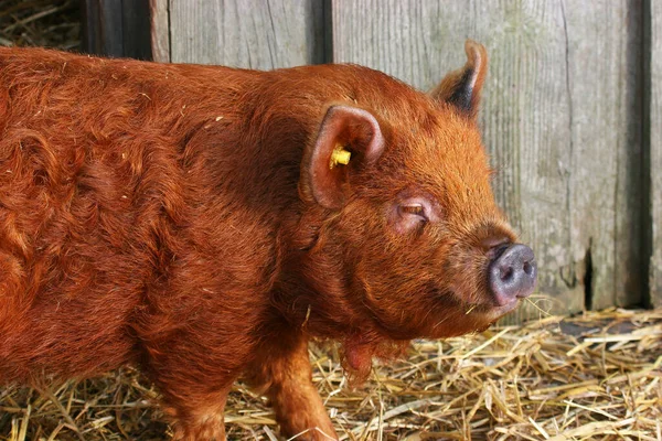 Braune Schweine Auf Einem Bauernhof — Stockfoto