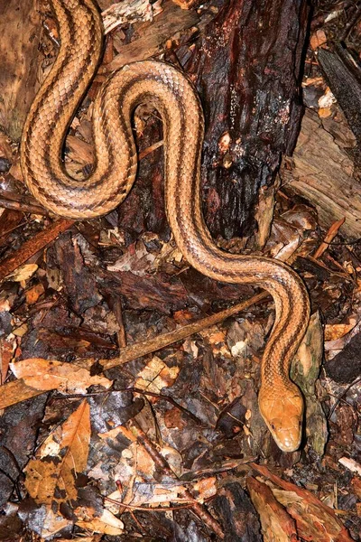 Gros Plan Serpent Dans Forêt — Photo