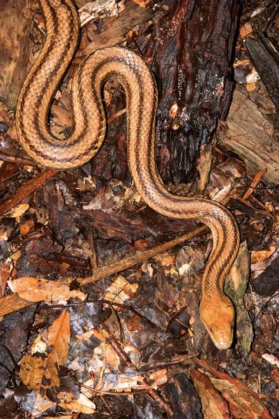 Perto Uma Cobra Floresta — Fotografia de Stock