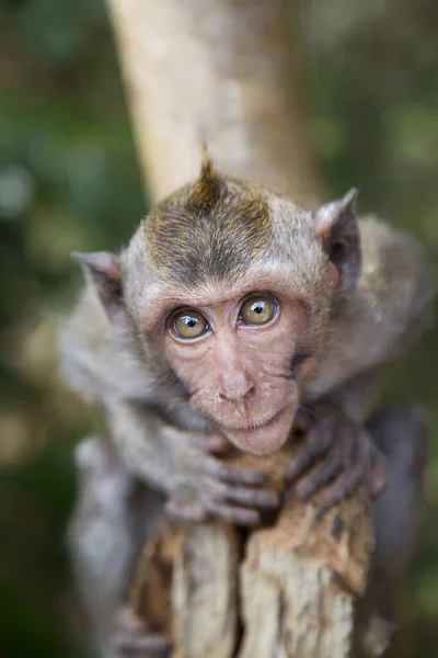 Young Crab Eating Long Tailed Macaque Macaca Fascicularis Relaxed Observing — Stock Photo, Image