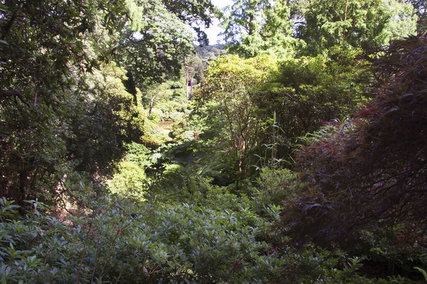 Grön Skog Sommardagen — Stockfoto