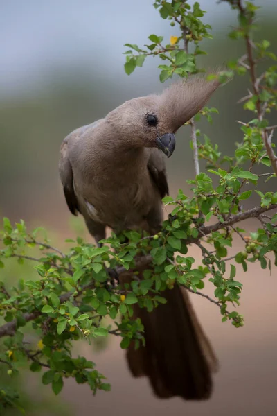 Grey Loerie Kwvol Corythaixoides Concolor Sitting Branch Looking Searching Food — 스톡 사진