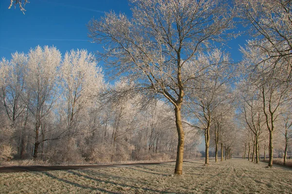 Beautiful Landscape Frosted Forest Trees — Stock Photo, Image