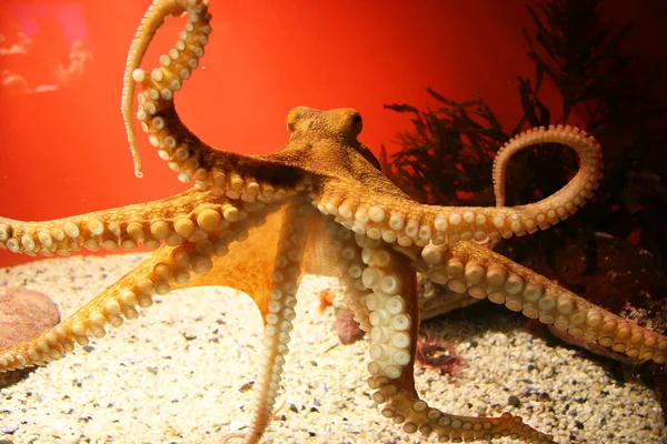 common octopus in aquarium