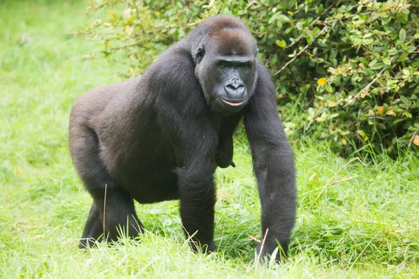 Gorilla Zoo Natürlicher Lebensraum — Stockfoto