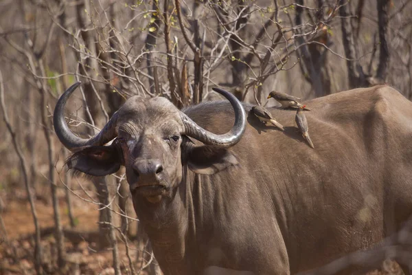 Búfalo Africano Savana Kenya — Fotografia de Stock