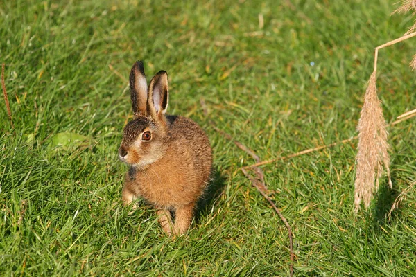 Çimenlikteki Tavşan — Stok fotoğraf