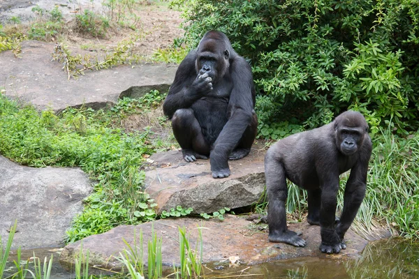 Gorilas Zoológico — Fotografia de Stock