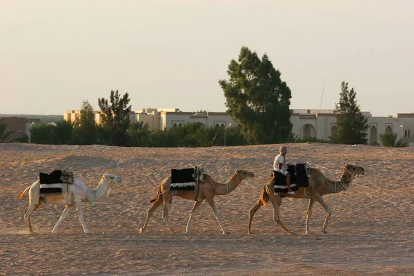 Vista Persone Che Cavalcano Cammelli Nel Deserto — Foto Stock