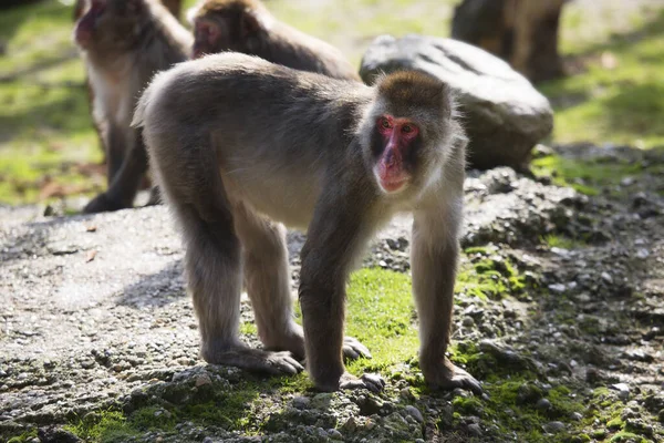 Macaco Japonês Macaca Fuscata Olhando Arround — Fotografia de Stock