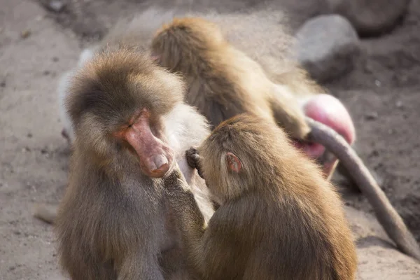 Familie Der Hamadryas Paviane Papio Hamadryas Die Zusammen Sitzen Und — Stockfoto