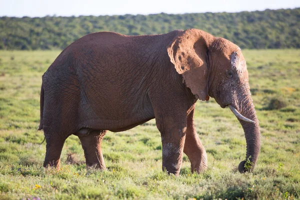 Einsamer Afrikanischer Savannenelefant Weidet Auf Den Offenen Ebenen Und Grasfeldern — Stockfoto