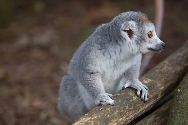 Taç Giymiş Lemur Eulemur Coronatus Yakın Plan Çekimi — Stok fotoğraf