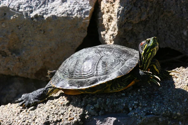 Closeup View Cute Turtle — Stock Photo, Image