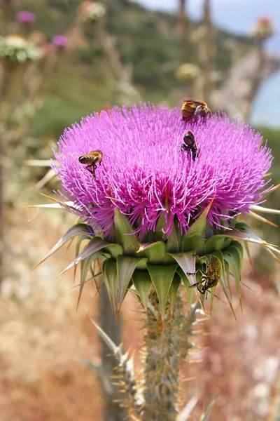 Santa Marías Esta Isla Silybum Marianum Plena Floración Con Las —  Fotos de Stock