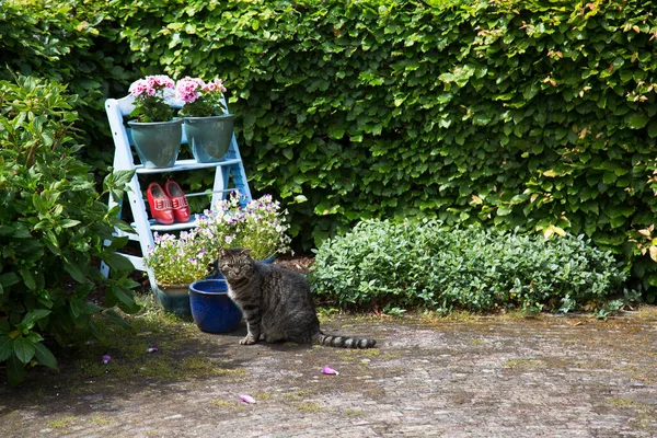 庭に小さな猫がいて — ストック写真