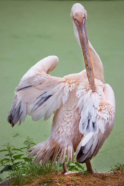 Dalmaçyalı Pelikan Karada Duran Pelecanus Crispus Yakın Çekim Görüntüsü — Stok fotoğraf