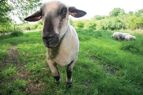 Schafe Weiden Grünen Gras — Stockfoto