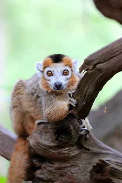 Närbild Söt Lemur — Stockfoto